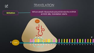 TRANSLATION
Wh e n small ribosomal subunit binds the m R NA
at AUG site, translation starts
5’
3’
CA P
A
C C A C C C A
U
U G A A U G G G G C U G C A A C
U A C
M et
Initiation
 