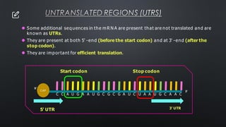 UNTRANSLATED REGIONS (UTRS)
⚫ Some additional sequences in the m R N A are present that are not translated and are
known as UTRs.
⚫ They are present at both 5' -end (before the start codon) and at 3' -end (after the
stop codon).
⚫ They are important for efficient translation.
C C A U G A A U G C G C G A U C U A A U G C A A C
Start codon
5’ UTR
5’
3’
C AP
Stop codon
3’ UTR
 