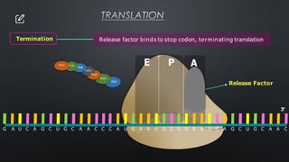 TRANSLATION
Release factor binds to stop codon, terminating translation
E P A
3’
G A U C A G C U G C A A C C C A U G A A U G C G U A A U C A G C U G C A A C
Release Factor
Termination
Ala
Asn
Leu
Met
Ala
A sn
M et
 