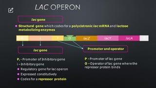 LAC OPERON
lacZ
O
Pi i P lacY lacA T
P - Prom oter of lac g ene
O - Operator of lac gene where the
repressor protein binds
Pi - Prom oter of Inhibitory gene
i – Inhibitory gene
⚫ Regulatory gene for lac operon
⚫ Expressed constitutively
⚫ Codes for a repressor protein
lac gene
⚫ Structural gene which codes for a polycistronic lac mRNA and lactose
metabolizing enzymes
lac gene Promoter and operator
 