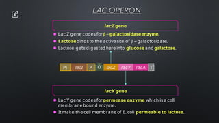 LAC OPERON
lacI P O
Pi lacZ lacY lacA T
lacY gene
⚫ Lac Y gene codes for permease enzyme which is a cell
membrane bound enzyme.
⚫ It make the cell membrane of E. coli permeable to lactose.
lacZ gene
⚫ Lac Z gene codes for β – galactosidaseenzyme.
⚫ Lactosebinds to the active site of β – galactosidase.
⚫ Lactose gets digested here into glucose and galactose.
 