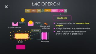 Lactose
LAC OPERON
⚫ Lac A gene codes for transacetylase
enzyme.
⚫ It helps in trans - acetylation reaction.
⚫ Other functions of transacetylase
are not known in great detail.
lacI P O
Pi lacZ lacY lacA T
β - galactosidase
Permease
E. coli
Lactose
Digest
Glucose and
galactose
lacA gene
 