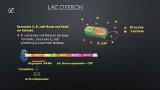 LAC OPERON
Scenario 1: E.coli does not feed
on lactose
⚫ E. coli does not feed on lactose
normally because E. coli
prefers glucose over lactose. E.coli
Glucose
Lactose
O
P
lacI
Pi lacZ lacY lacA T
RNA
pol
Active Repressor
lac Gene expression - OFF
Repressor mRNA
Translation
 