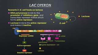 LAC OPERON
P
lacI
Pi O lacZ lacY lacA T
Scenario 2 : E. coli feeds on lactose
⚫ RNA polymerase binds to the
promoter of inhibitory gene, and
transcribes repressor m R N A which
forms active repressor.
⚫ Lactose binds to the active repressor
and makes it inactive.
RNA
pol
Repressor mRNA
Active repressor
Lactose
Inactive repressor
lac gene expression - on
β -
galactosidase
Permease Transacetylase
lac m RNA
E.coli
Lactose
 