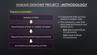 HUMAN GENOME PROJECT : METHODOLOGY
Sequence annotation :
⚫ Fragmented D NA are then
cloned in suitable hosts
⚫ The commonly used host
were yeast and bacteria and
vectors were :
o BAC (Bacterial Artificial
Chromosome)
o YAC (Yeast Artificial
Chromosome)
Isolation of D N A
Amplification of D N A or creation of copies
Sequencing of am plified fragmented D N A
Annotation and assigning of D N A
 