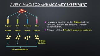 ⚫ However, when they added DNase in all the
solutions, none of the solutions showed
transformation.
⚫ This proved that DNA is the genetic material.
R strain
bacteria
No Transformation
Sugars
+
RNA
+
Proteins
+
DNA
+
DNase DNase DNase DNase
+ + + +
AVERY, MACLEOD AND MCCARTY EXPERIMENT
 