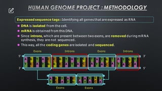 HUMAN GENOME PROJECT : METHODOLOGY
T
A
T
A
T
A
G
C
A
T
G
C
Expressed sequence tags :Identifying all genes that are expressed as RNA
⚫ DNA is isolated from the cell.
⚫ mRNA is obtained from this DNA.
⚫ Since introns, which are present between two exons, are removed during m R N A
synthesis, they are not sequenced.
⚫ This way, all the coding genes are isolated and sequenced.
Exons Introns Exons Introns
T G
A C
A
T
A G T A C C G T A T
T C A T G G C A T A
5’
5’ 3’
3’
Exons Exons
T
A
T
A
T A T
A T A
A G T A C
T C A T G
G
C
 