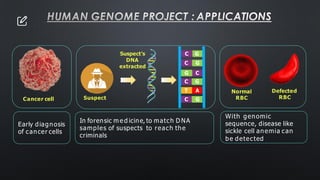 HUMAN GENOME PROJECT : APPLICATIONS
Cancer cell Suspect
Suspect’s
DNA
extracted
C G
C G
C G
T A
C G
G C
Normal
RBC
Defected
RBC
Early diagnosis
of cancer cells
In forensic m e d icine, to match D NA
samples of suspects to reach the
criminals
With genomic
sequence, disease like
sickle cell anemia can
be detected
 