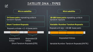 SATELLITE DNA - TYPES
Micro satellite
2-6 base pairs repeating units in
tandem repeats
Short Tandem Repeats
Mini satellite
10-100 base pairs repeating units in
tande m repeats
Variable Number Tandem Repeats
Repeat unit size =10-100 base pairs
Repeated 4 times
Variable Number Tand e m Repeats (VNTR)
Repeated 20
times
Repeated 8
times
Repeat unit size =2 – 6 base pairs
Short Tand e m Repeats (STR)
 