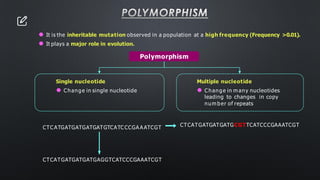 POLYMORPHISM
⚫ It is the inheritable mutation observed in a population at a high frequency (Frequency >0.01).
⚫ It plays a major role in evolution.
Polymorphism
Single nucleotide
⚫ Change in single nucleotide
Multiple nucleotide
⚫ Change in m any nucleotides
leading to changes in copy
num ber of repeats
CTC ATGATGATGATGATGTCATCCCGA AATCGT
CTCATGATGATGATGAGGTCATCCCGAAATCGT
CTCATGATGATGATGCGTTCATCCCGAAATCGT
 