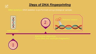 1
DNA isolation
Restriction digestion
(Cuts DNA into multiple fragments)
Molecular scissors
2
Steps of DNA Fingerprinting
DNA isolation: D N A isolation is performed using a biological sample.
 