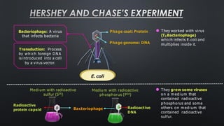 ⚫ They worked with virus
(T2 Bacteriophage)
which infects E.coli and
multiplies inside it.
Phage genome: DNA
Phage coat: Protein
E.coli
Medium with radioactive
sulfur (S35)
M ediu m with radioactive
phosphorus (P32)
Radioactive
protein capsid
Radioactive
DNA
Bacteriophage
⚫ They grew some viruses
on a m edium that
contained radioactive
phosphorus and som e
others on m edium that
contained radioactive
sulfur.
Bacteriophage: A virus
that infects bacteria
Transduction: Process
by which foreign DNA
is introduced into a cell
by a virus vector.
HERSHEY AND CHASE’S EXPERIMENT
 