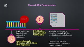 Steps of DNA Fingerprinting
5
D N A probes are
labelled with
radioactive
substances
Hybridisation
(Using labelled
VNTR probe)
6
Autoradiography
(Detection of hybridised
DNA fragments)
Radiolabel
As probe binds to the
com ple m entary D NA, they
send out signal (radiolabels)
The banding pattern
obtained after exposure to
x-ray is analysed.
 