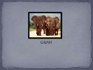 GAJAH
 