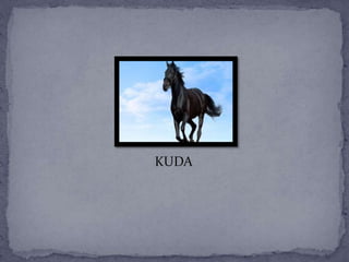 KUDA
 