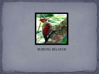 BURUNG BELATUK
 