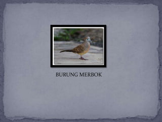 BURUNG MERBOK
 
