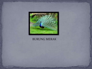 BURUNG MERAK
 