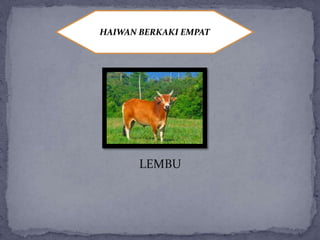 HAIWAN BERKAKI EMPAT
LEMBU
 