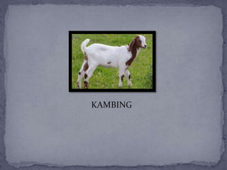 KAMBING
 