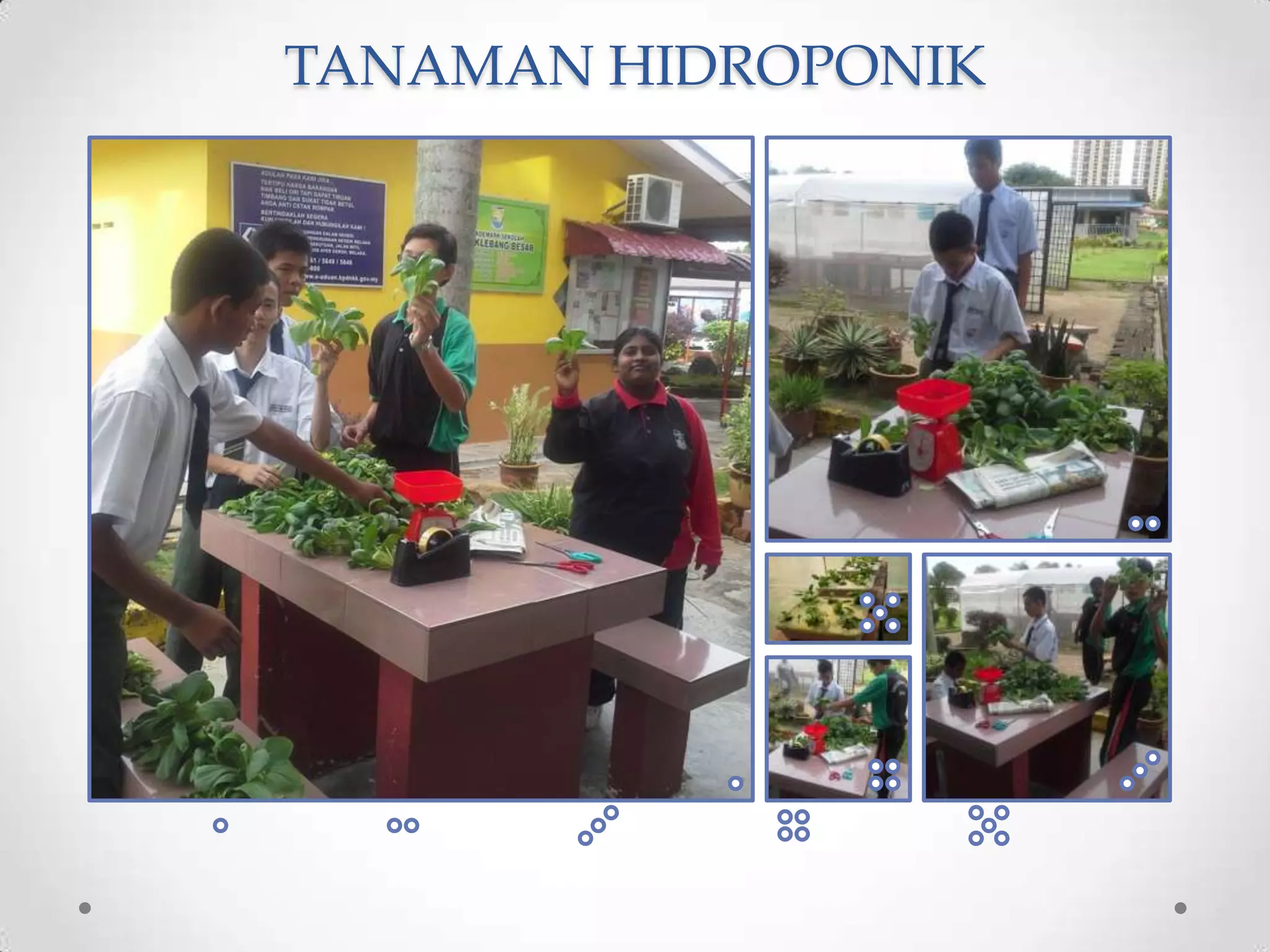 TANAMAN HIDROPONIK
