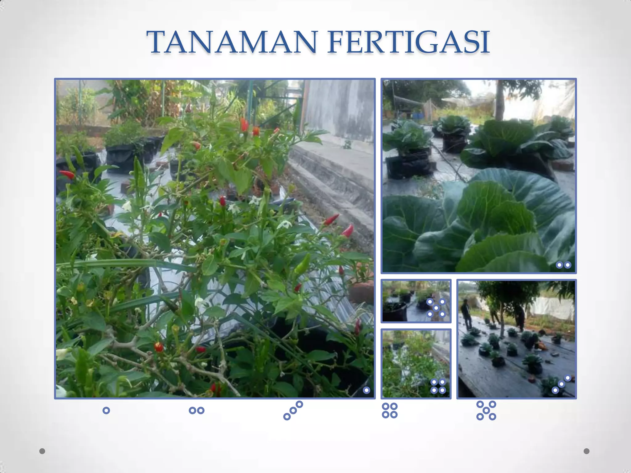 TANAMAN FERTIGASI