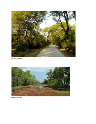 Pisha e Divjakës
Pisha e Divjakës
 