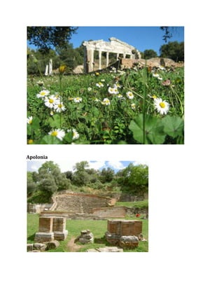 Apolonia
 