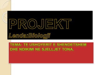 Projekt by Alket Selimaj