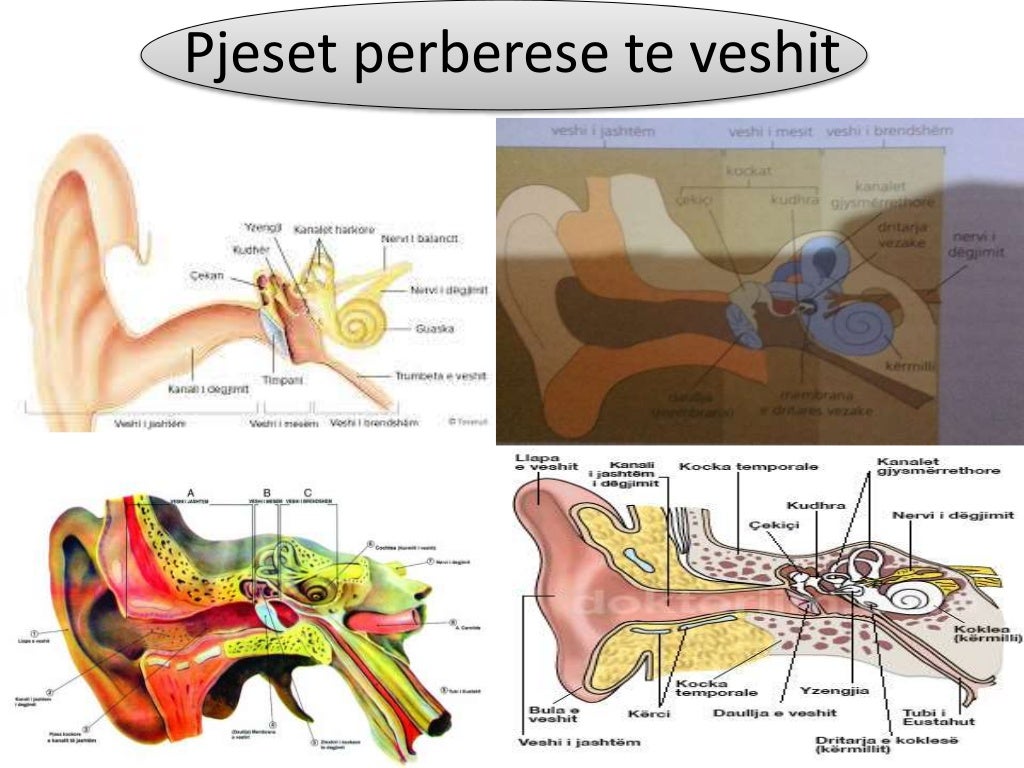 Pjeset e Veshit