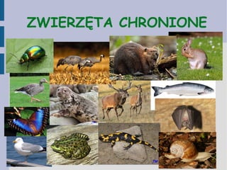 ZWIERZĘTA CHRONIONE
 