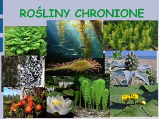 ROŚLINY CHRONIONE
 