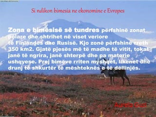 Zona e bimësisë së tundres përfshinë zonat
polare dhe shtrihet në viset veriore
të Finlandës dhe Rusisë. Kjo zonë përfshinë rreth
350 km2. Gjatë pjesës më të madhe të vitit, tokat
janë të ngrira, janë shterpë dhe pa materie
ushqyese. Prej bimëve rriten myshqet, likenet dhe
drunj të shkurtër të mështeknës e të dëllinjës.
Si ndikon bimesia ne ekonomine e Evropes
Aurela Guzi
 