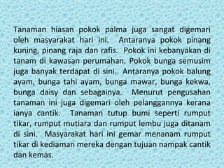 Tanaman hiasan pokok palma juga sangat digemari
oleh masyarakat hari ini. Antaranya pokok pinang
kuning, pinang raja dan rafis. Pokok ini kebanyakan di
tanam di kawasan perumahan. Pokok bunga semusim
juga banyak terdapat di sini. Antaranya pokok balung
ayam, bunga tahi ayam, bunga mawar, bunga kekwa,
bunga daisy dan sebagainya. Menurut pengusahan
tanaman ini juga digemari oleh pelanggannya kerana
ianya cantik. Tanaman tutup bumi seperti rumput
tikar, rumput mutiara dan rumput lembu juga ditanam
di sini. Masyarakat hari ini gemar menanam rumput
tikar di kediaman mereka dengan tujuan nampak cantik
dan kemas.
 