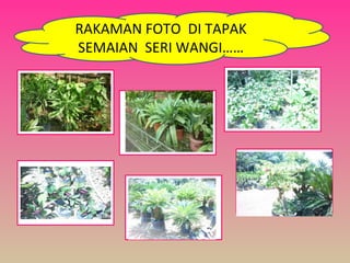 RAKAMAN FOTO DI TAPAK
SEMAIAN SERI WANGI……
 