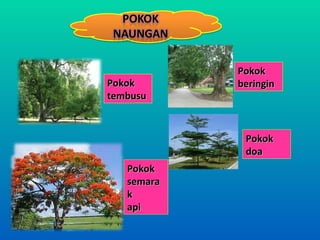 Pokok
Pokok       beringin
tembusu



             Pokok
             doa
   Pokok
   semara
   k
   api
 