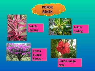 Pokok                Pokok
jejuang              puding




   Pokok
   bunga
   kertas
            Pokok bunga
            raya
 