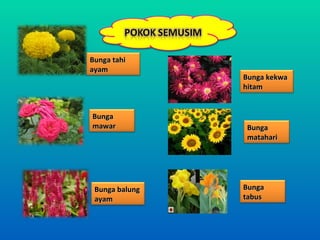 Bunga tahi
ayam
                Bunga kekwa
                hitam


Bunga
mawar           Bunga
                matahari




 Bunga balung   Bunga
 ayam           tabus
 