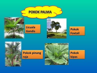 Licuala
               Pokok
 Gandis
               Foxtail




Pokok pinang   Pokok
raja           kipas
 