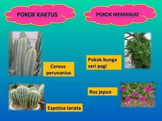 Pokok bunga
 Cereus          seri pagi
peruvanius


                 Ros jepun


Espotoa lanata
 