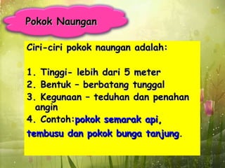 Pokok Naungan

Ciri-ciri pokok naungan adalah:

1. Tinggi- lebih dari 5 meter
2. Bentuk – berbatang tunggal
3. Kegunaan – teduhan dan penahan
  angin
4. Contoh:pokok semarak api,
tembusu dan pokok bunga tanjung.
 