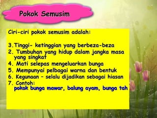 Pokok Semusim

Ciri-ciri pokok semusim adalah:

3. Tinggi- ketinggian yang berbeza-beza
2. Tumbuhan yang hidup dalam jangka masa
   yang singkat
4. Mati selepas mengeluarkan bunga
5. Mempunyai pelbagai warna dan bentuk
6. Kegunaan – selalu dijadikan sebagai hiasan
7. Contoh:
   pokok bunga mawar, balung ayam, bunga tahi ayam
 