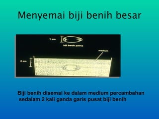 Menyemai biji benih besar




Biji benih disemai ke dalam medium percambahan
sedalam 2 kali ganda garis pusat biji benih
 