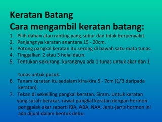 Keratan Batang
Cara mengambil keratan batang:
1.   Pilih dahan atau ranting yang subur dan tidak berpenyakit.
2.   Panjangnya keratan anantara 15 - 20cm.
3.   Potong pangkal keratan itu serong di bawah satu mata tunas.
4.   Tinggalkan 2 atau 3 helai daun.
5.   Tentukan sekurang- kurangnya ada 1 tunas untuk akar dan 1

   tunas untuk pucuk.
6. Tanam keratan itu sedalam kira-kira 5 - 7cm (1/3 daripada
   keratan).
7. Tekan di sekeliling pangkal keratan. Siram. Untuk keratan
   yang susah berakar, rawat pangkal keratan dengan hormon
   penggalak akar seperti IBA, ABA, NAA. Jenis-jenis hormon ini
   ada dijual dalam bentuk debu.
 