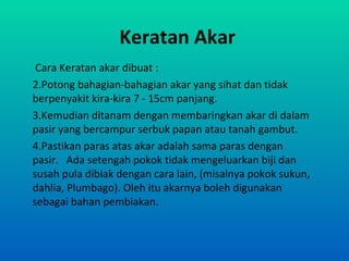 Keratan Akar
 Cara Keratan akar dibuat :
2.Potong bahagian-bahagian akar yang sihat dan tidak
berpenyakit kira-kira 7 - 15cm panjang.
3.Kemudian ditanam dengan membaringkan akar di dalam
pasir yang bercampur serbuk papan atau tanah gambut.
4.Pastikan paras atas akar adalah sama paras dengan
pasir. Ada setengah pokok tidak mengeluarkan biji dan
susah pula dibiak dengan cara lain, (misalnya pokok sukun,
dahlia, Plumbago). Oleh itu akarnya boleh digunakan
sebagai bahan pembiakan.
 