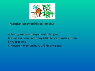 Masukan tanaman hiasan tersebut


A.Buang medium dengan sudip tangan
B.Gunakan pasu baru yang lebih besar atau basuh dan
bersihkan pasu.
C.Masukan medium baru 1/3 dalam pasu.
 