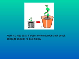 Memasu juga adalah proses memindahkan anak pokok
daripada beg poli ke dalam pasu
 