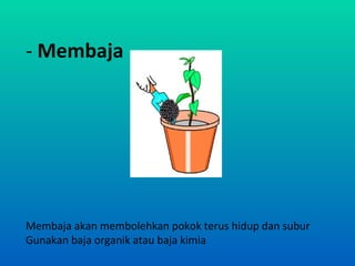 - Membaja




Membaja akan membolehkan pokok terus hidup dan subur
Gunakan baja organik atau baja kimia
 