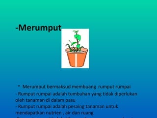 -Merumput




- Merumput bermaksud membuang rumput rumpai
- Rumput rumpai adalah tumbuhan yang tidak diperlukan
oleh tanaman di dalam pasu
- Rumput rumpai adalah pesaing tanaman untuk
mendapatkan nutrien , air dan ruang
 