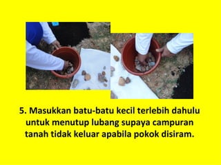 5. Masukkan batu-batu kecil terlebih dahulu
  untuk menutup lubang supaya campuran
 tanah tidak keluar apabila pokok disiram.
 